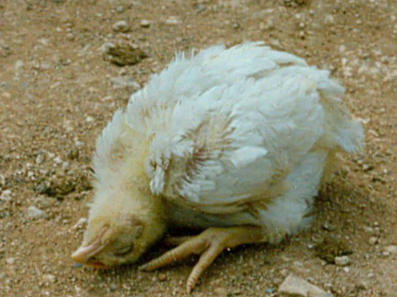 Болезнь Ньюкасла (псевдочума)- высококонтагиозная вирусная болезнь птиц.