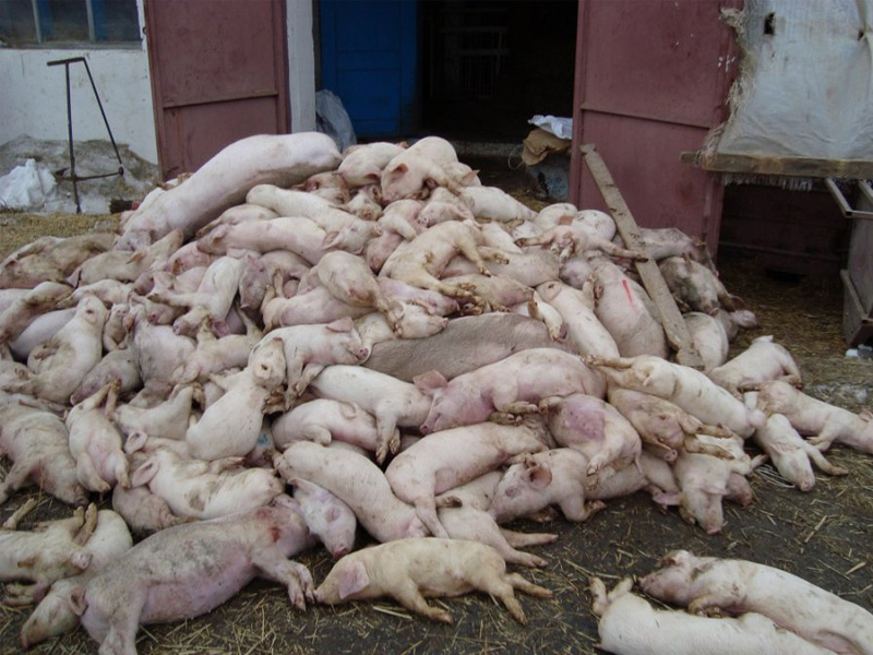 Африканская чума свиней.