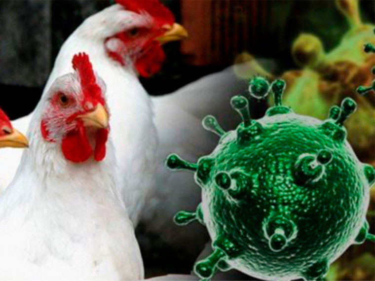 Меры по профилактике гриппа птиц.